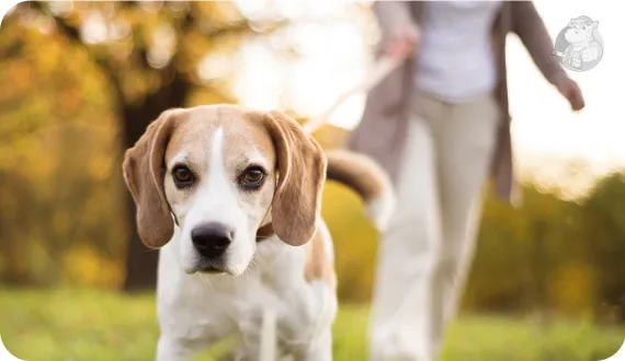 pies rasy beagle ciągnący smycz 